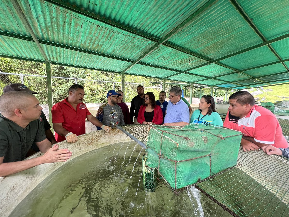 Minpescave2's tweet photo. En #Mérida se llevó a cabo un recorrido en los campos de producción truchícolas de La Mucuy y en la Unidad de Producción Socialista Fabricio Ojeda, para constatar las condiciones de estas áreas y potencialidades.

@NicolasMaduro
@Jcloyo
#GNBArmadosDePaz https://t.co/WJqKA5AwYU