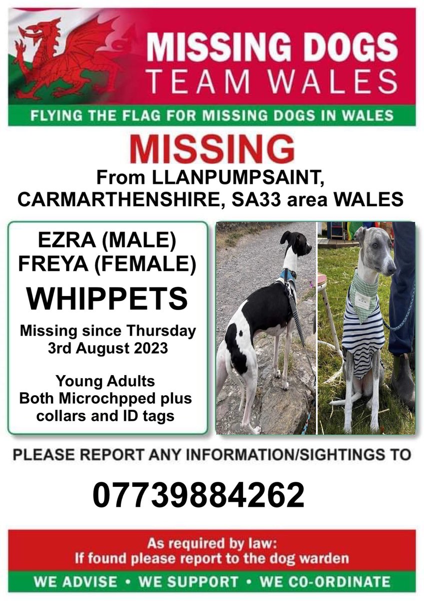 ‼️SIGHTINGS NEEDED ‼️ 
BOTH #WHIPPETS ARE MISSING FROM #LLANPUMPSAINT AREA #CARMARTHENSHIRE #SA33 #WALES 
Since Thursday 3rd August 

‼️BOTH MICROCHIPPED &amp; WEARING COLLARS WITH ID TAGS 
Both Young Adults ..Male &amp; Female