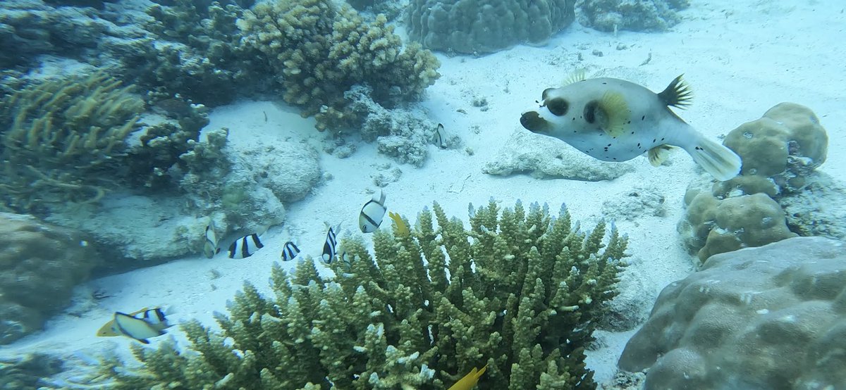 Dr. Jonathan Huie tweet media