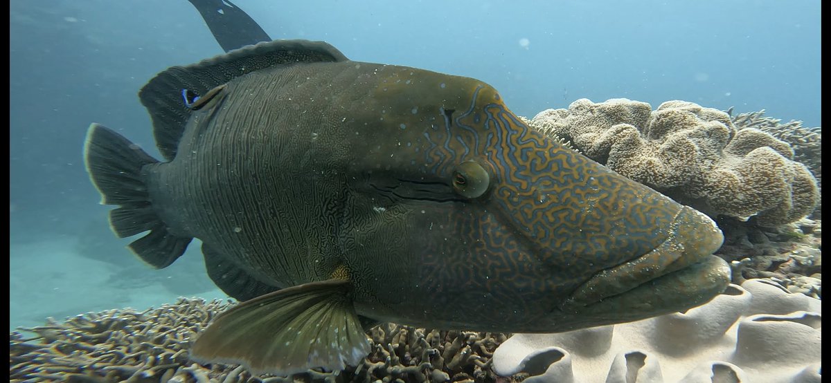 Dr. Jonathan Huie tweet media