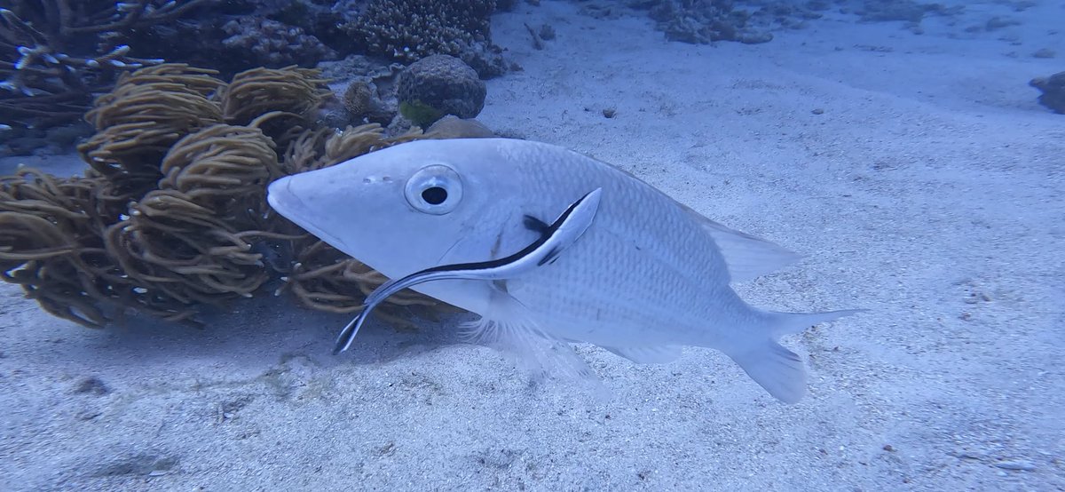 Dr. Jonathan Huie tweet media