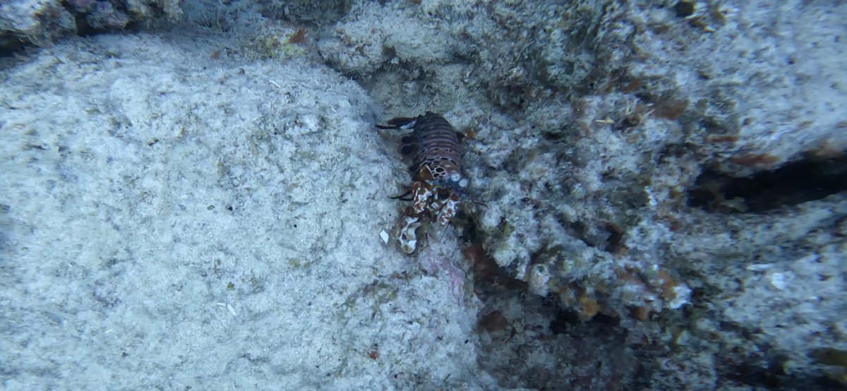 Dr. Jonathan Huie tweet media