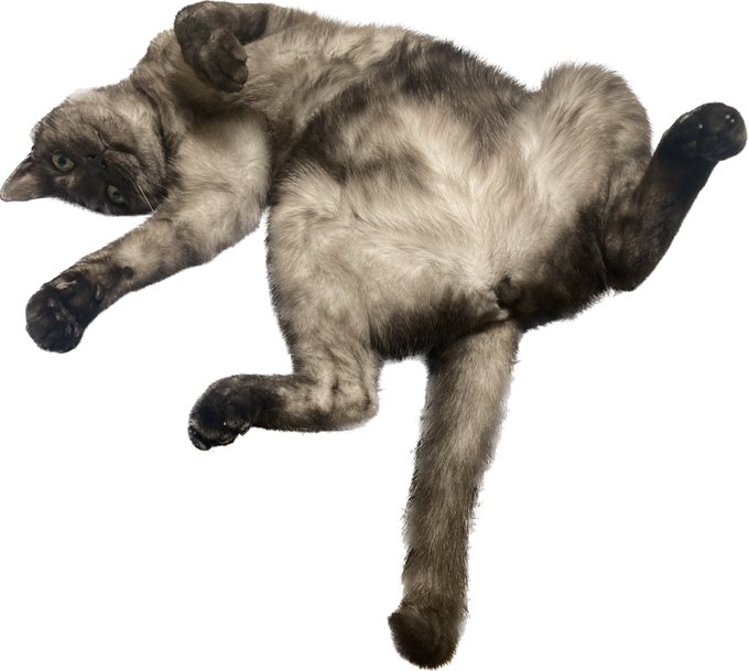 うちの子、切り抜き。 