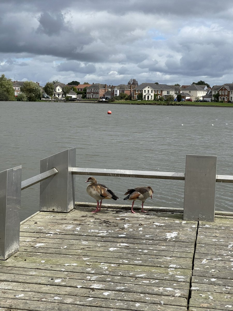 Two Egyptian geese spotted on Main Jeti in WaterMead