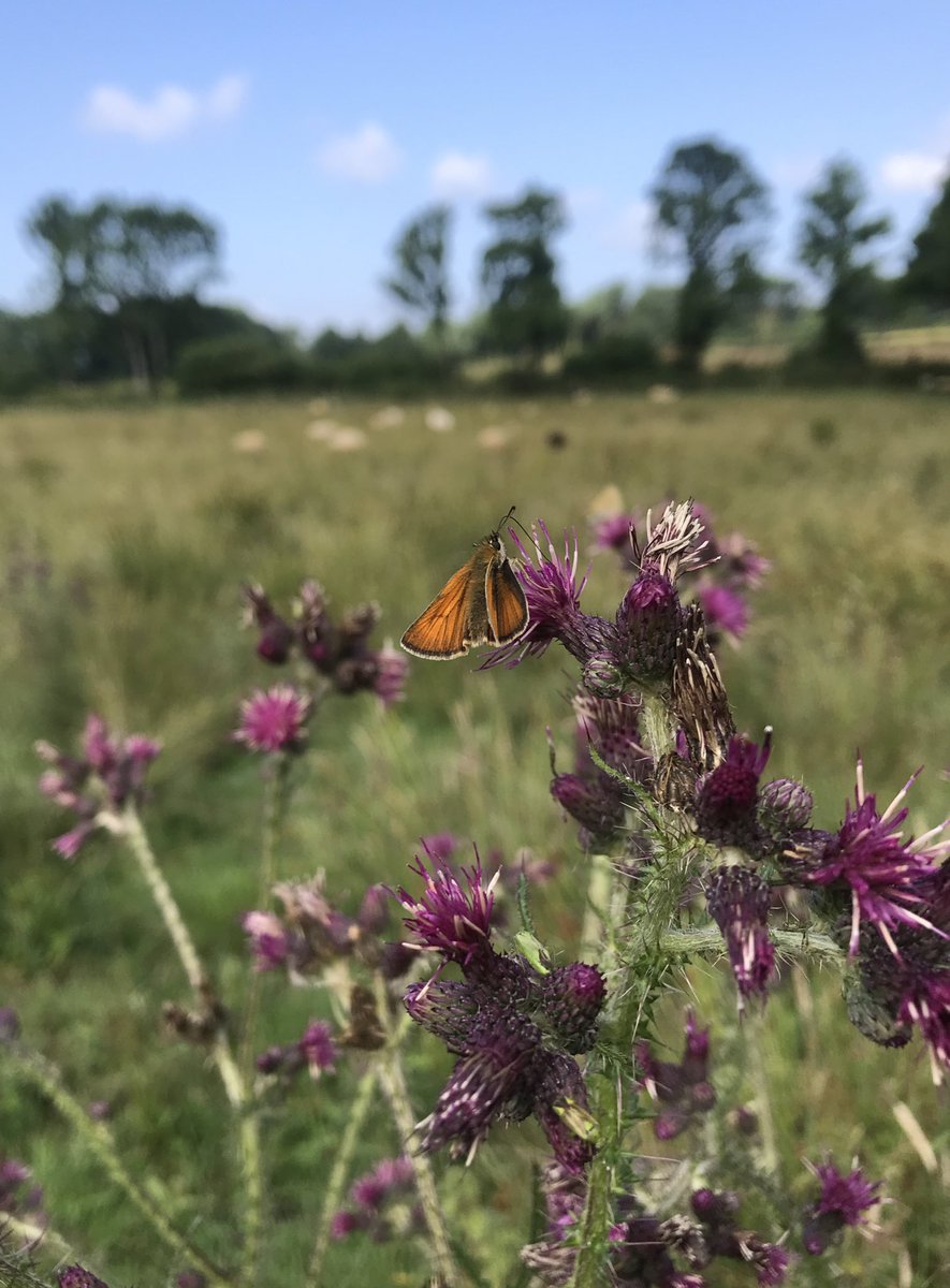 KateYells's tweet photo. One of many small skippers, enjoying a marsh thistle #Butterflies #NaturePhotography #Devon @savebutterflies @ukbutterflies @DevonWildlife @DevonCulm https://t.co/YyMZ34Yqv4
