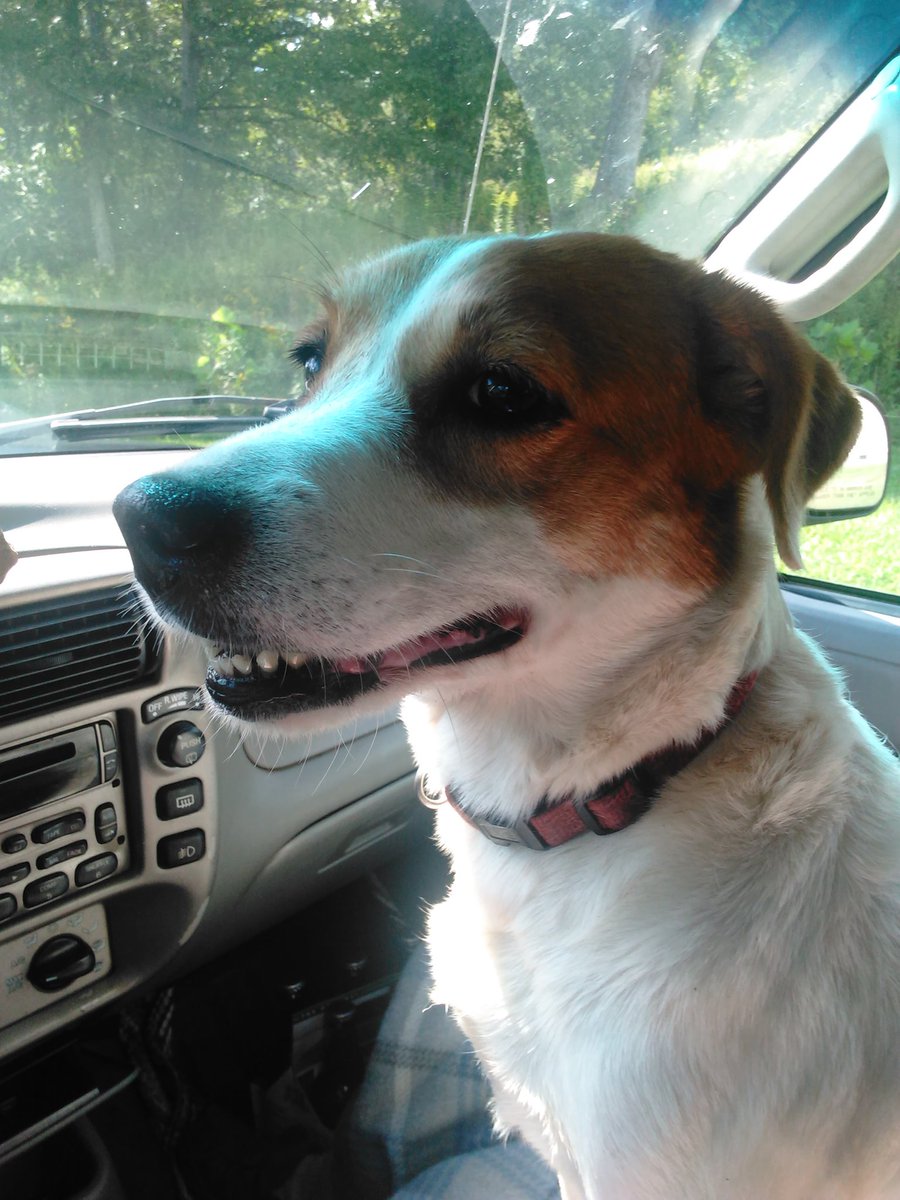 LGJessee1's tweet photo. Heaven has a new addition 😢 Zoe.
RIP baby 🐾✌️🐾 I hope to see you soon. https://t.co/SimaVsbSps