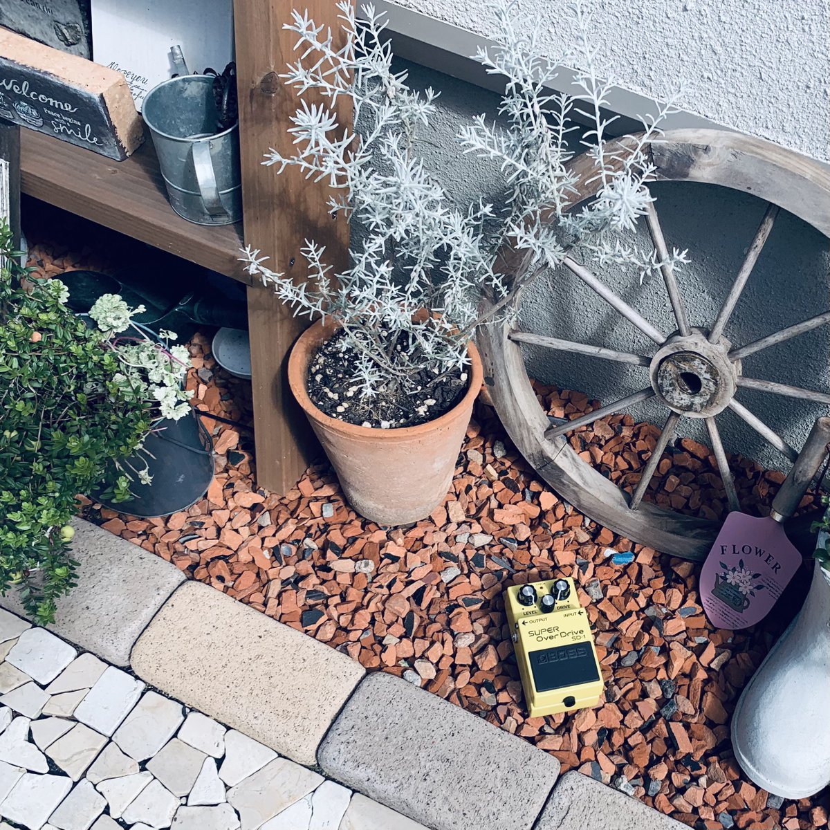 RimoGt's tweet photo. Effect: Morning🌅

#エフェクターのある風景 #guitarpedalinascene
#boss #sd1 https://t.co/XK2KDb2ExH