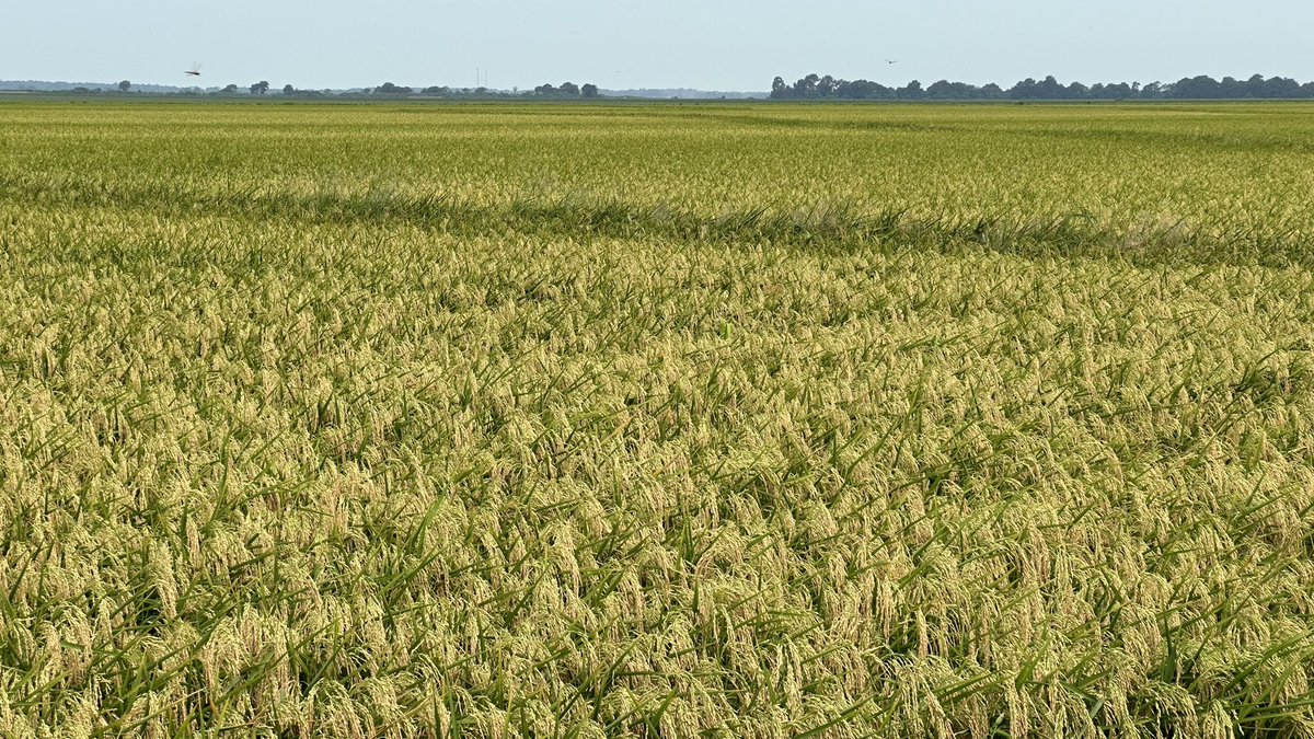 JHardke's tweet photo. Arkansas Rice Update 8-4-23
https://t.co/dsJ2lg9Oih

Conditions, insecticide termination for rice stink bug, rice futures, &amp; Rice College 2023.
#ARrice https://t.co/VXo4amsk7C