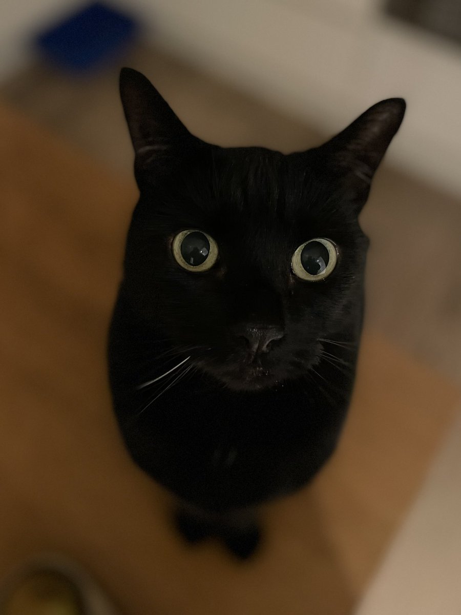 🐈‍⬛ owl 👁️ 👁️ impersonation.
(One of his whiskers has turned white 😞❤️)