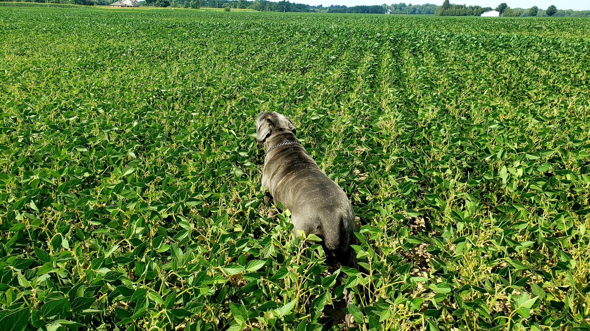 Dave Hooker tweet media