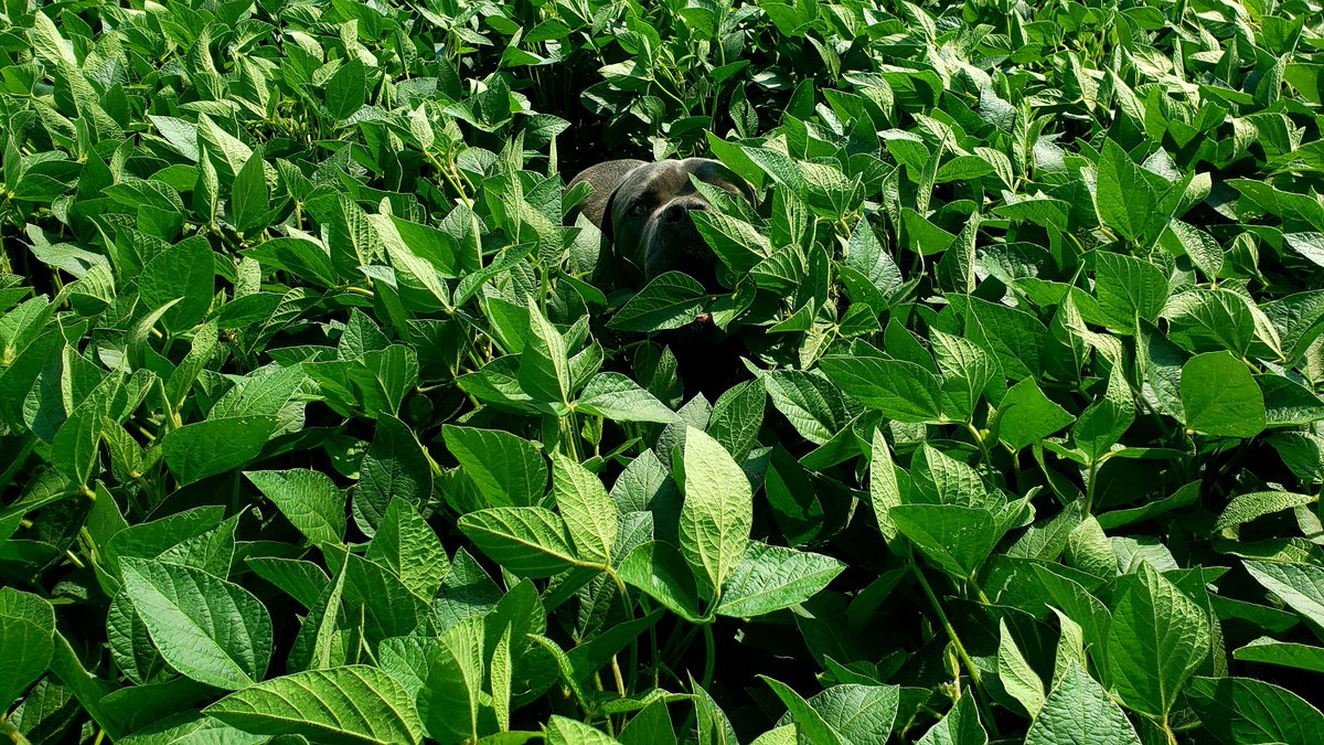 Dave Hooker tweet media