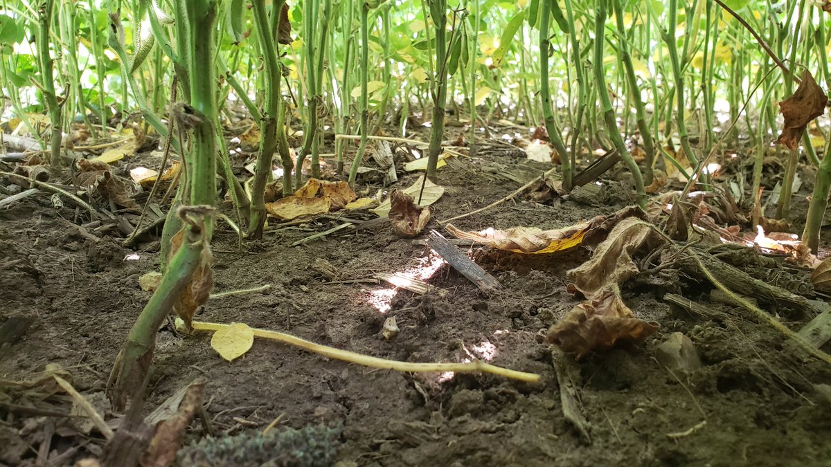 Dave Hooker tweet media