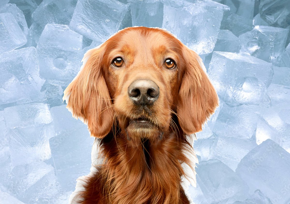 DogLoversDigest's tweet photo. 🐕💦🌞 Did you know that ice cubes can be a great low-calorie treat for dogs, especially in the summer? They can also help keep your pup hydrated! But remember, supervise your dog while they're enjoying the icy treat to prevent choking. #DogTips #DogLovers #Dogs https://t.co/cghuWvLdh8