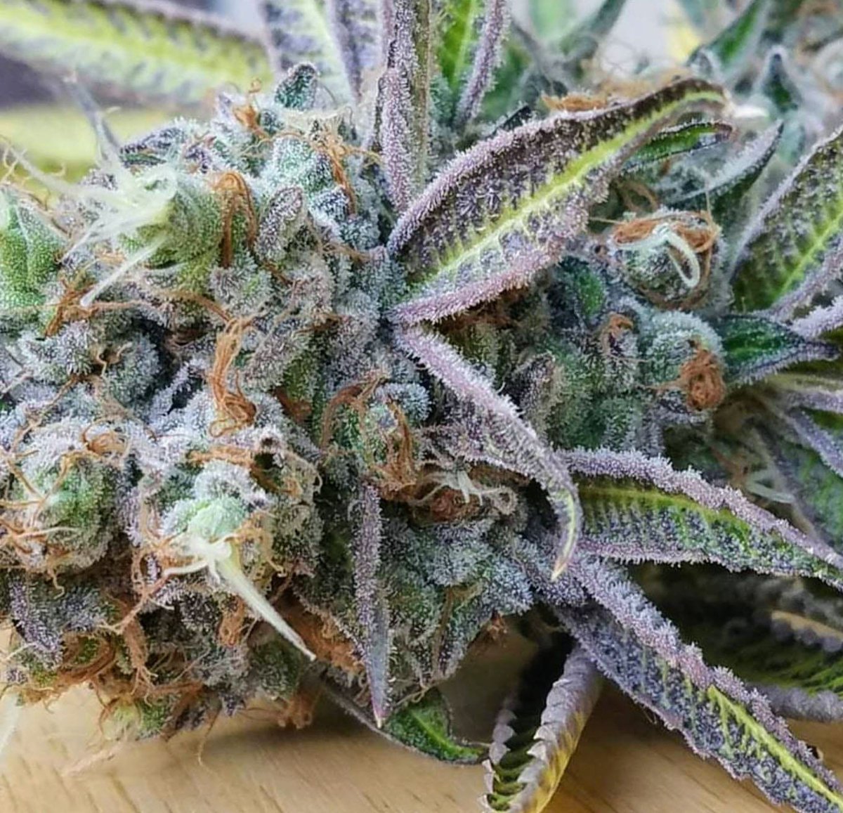 Mary Jane Blaze tweet media
