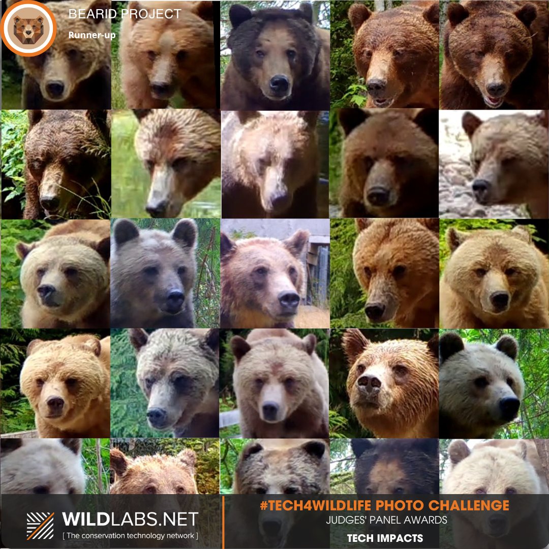 WILDLABSNET's tweet photo. @takapodigs @bearid_project @IcasWild And our judges and #tech4wildlife community alike recognized the impact of runner-up @bearid_project's work, as they discussed how their popular AI method for individual bear identification can empower regional conservation efforts, build connections, and inform decision-making. https://t.co/6Z2YyPx16g