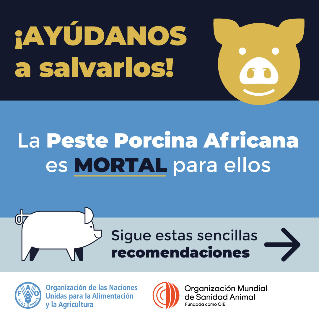 FAO_Colombia's tweet photo. #SabíasQue la peste porcina africana #PPA es una enfermedad letal para los cerdos, y aunque no se transmite a los humanos, si deja graves consecuencias económicas?

Conoce más en el informe de @LaFincadeHoy @CaracolTV 📺 https://t.co/Fabw144HSr https://t.co/uf6xGwuTs8