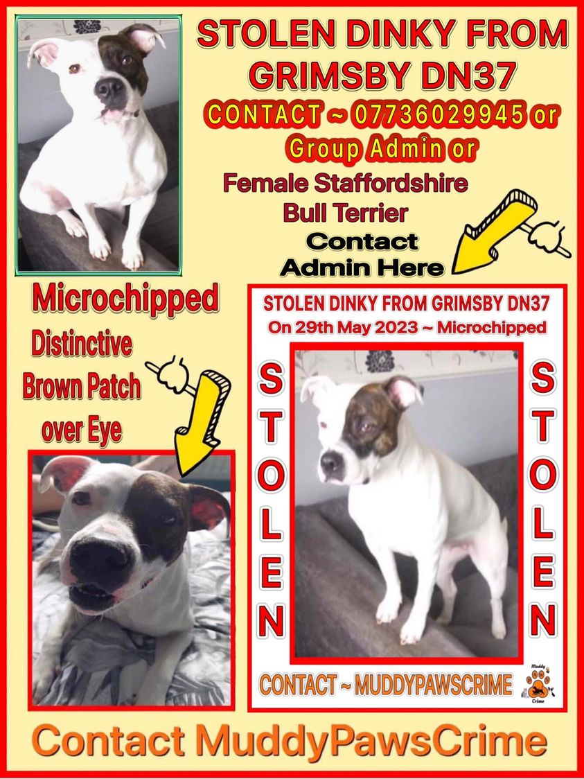 The_Animal_Team's tweet photo. 🆘 STILL MISSING 🆘 Dinky was #stolen from #Grimbsby #DN37 area on 29/5/23. Female #StaffordshireBullTerrier Please see details on poster below. ⬇️ FB Group: https://t.co/iGmvu4nN6U DL: https://t.co/RRf6iv5rSE #MissingDog #dogsoftwitter #LostDog https://t.co/d2O53klBoE