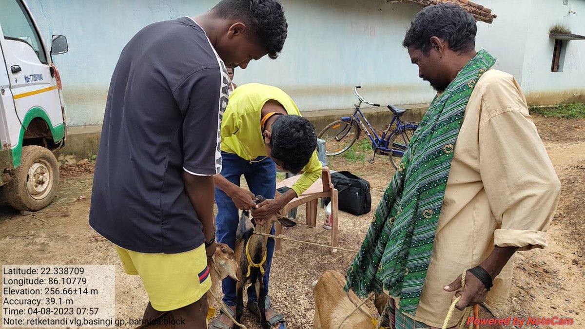 Mayurbhanjgrand's tweet photo. Deworming & Liver tonic treatment is being given to the goats of basaingi gram panchyat in Bahalda block of Mayurbhanj district.!!
.
#mgpl #pprtreatment #mayurbhanj #GOAT𓃵 #goattreatment #goat https://t.co/fz4vHcJcrA