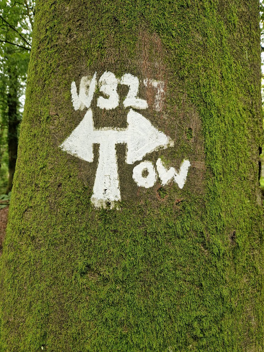#fingerpostfriday 
Beautiful clear signage on the beech trees of the #chilternhills