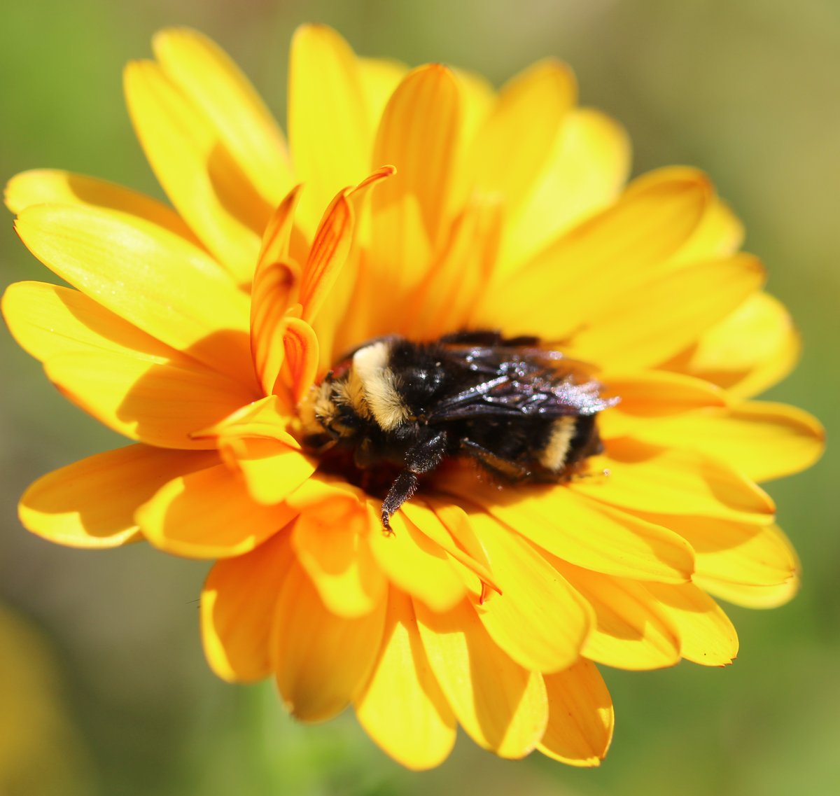 zucchinibeemama's tweet photo. This Vosnesensky bumble bee spent the night in a calendula flower. I watched it wake up, perform its morning ablutions and fly off into the garden. #BackyardBioblitz #rileyparkcommunitygarden https://t.co/n5dqriHcS7