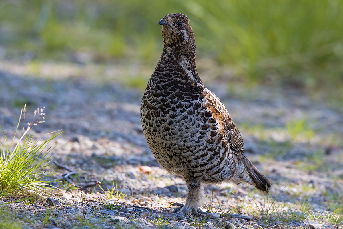 berguffe's tweet photo. #hazelgrouse #pyy #järpe Lake Inari, FIN https://t.co/6upGr3Rvie