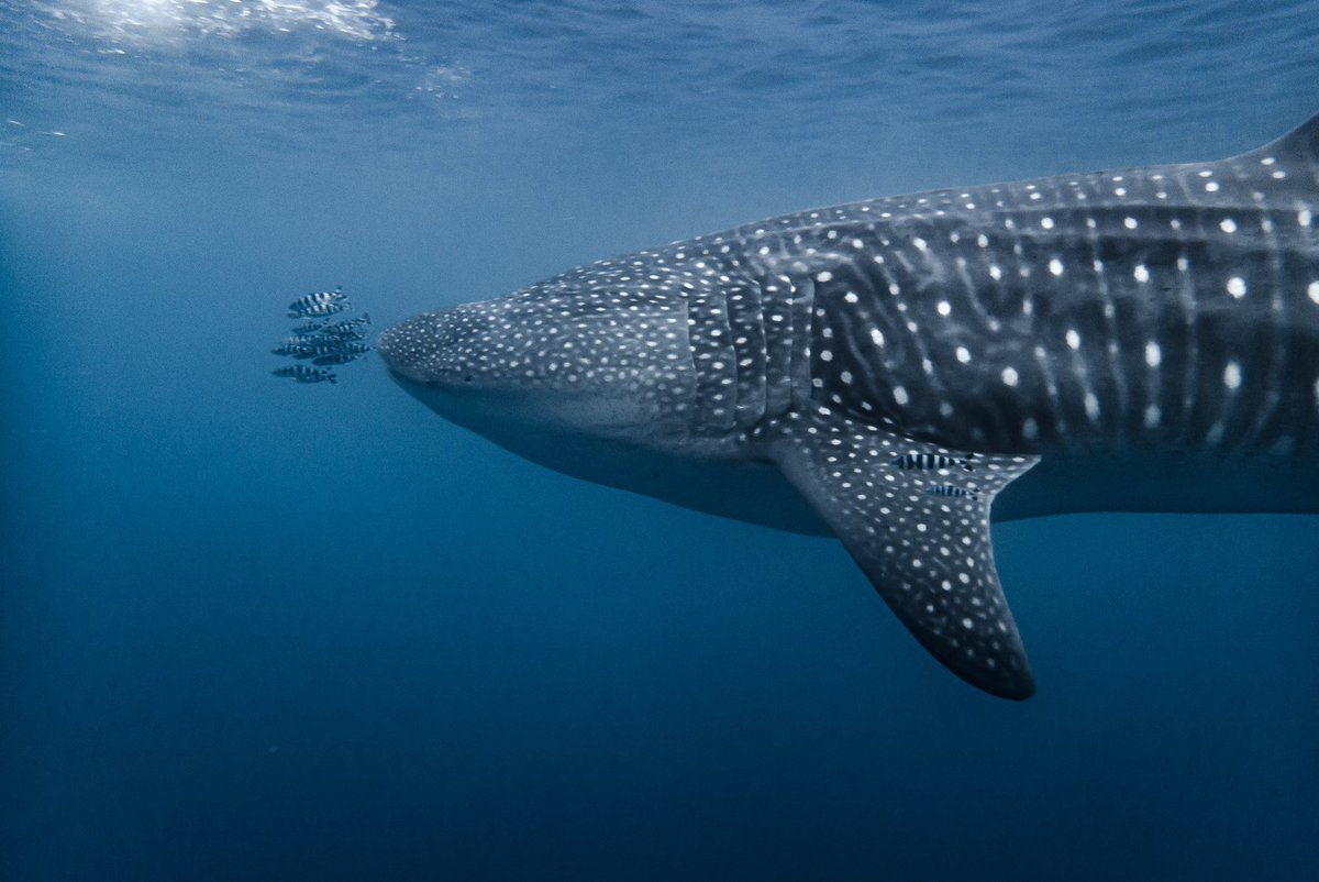 After a small break from twitter I would like to share that we will be heading to the Gulf of Guinea for a very exciting project in the upcoming week.

This project will involve some work with the good old spotty giants.

Stay tuned for more! 🦈🦈🦈 #sharkresearch #africa