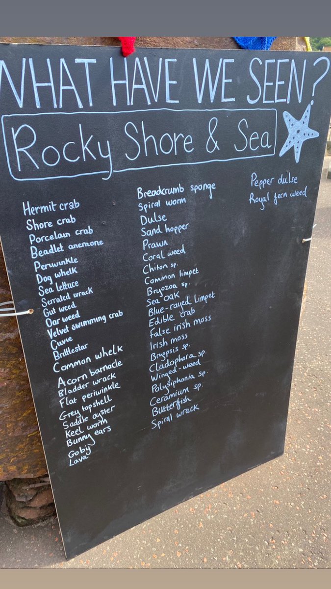 SeabirdCentre's tweet photo. Thank you to everyone who came along to #bioblitzbythesea - 114 species counted so far &amp; the list is still going up! 🌱🦀🐬🐟🐝

 Extra thanks to the brilliant conservation partners, organisations, charities &amp; volunteers who joined us &amp; helped make it such a fun day 💫
#fbts23 https://t.co/BjIYXM6KZe