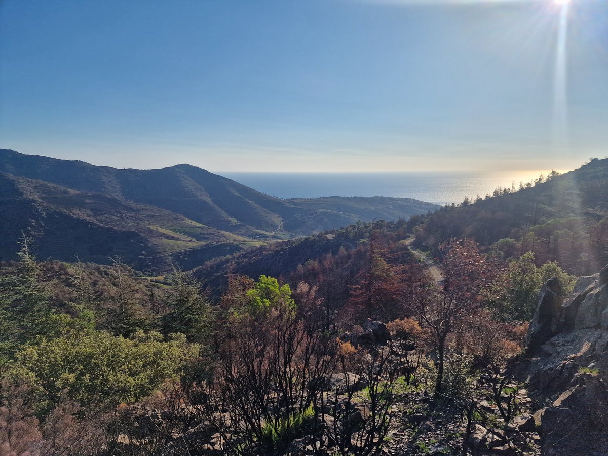 El mes d'abril es va cremar la banda esquerra de la vall de Portbou mirant a mar (Querroig) i avui la banda dreta.
Aquesta setmana feia aquestes fotografies de com es recuperava part de la vegetació.