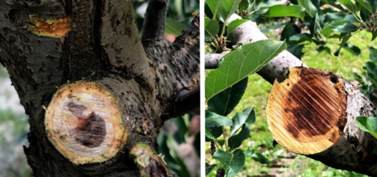 VladiGuarnaccia's tweet photo. Happy to see online @PlantDiseaseJ our new paper on #apple trunk diseases in Italy. Let's share our studies on #Botryosphaeriaceae, so important now!
https://t.co/Oj03QPU5xA https://t.co/9knnWCDPsB