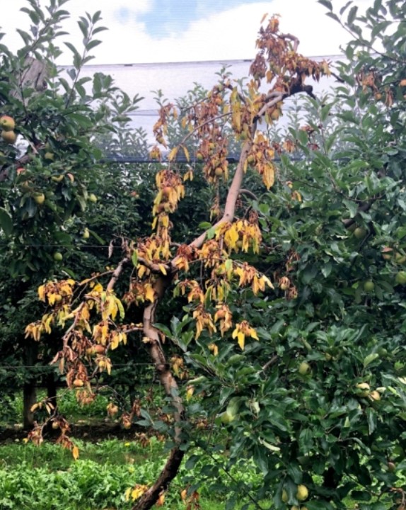 VladiGuarnaccia's tweet photo. Happy to see online @PlantDiseaseJ our new paper on #apple trunk diseases in Italy. Let's share our studies on #Botryosphaeriaceae, so important now!
https://t.co/Oj03QPU5xA https://t.co/9knnWCDPsB