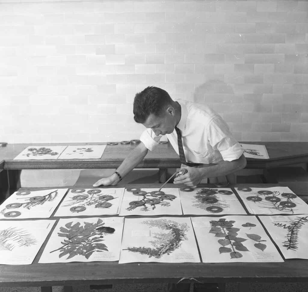 And now for a little more science from our #Archive: Taxonomist Dr. Don Huttleston started our herbarium in 1957 to “voucher our collection” and to demonstrate the exact species in our collections (...and they are pretty too! 🙌) #ArchivesHashtagParty #ArchivesScience