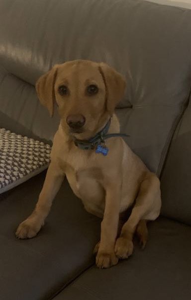 speedycub's tweet photo. @Farnworth5OG Jamie 💙

I also love reading 
I love playing football and rugby league
I have a puppy called Arlo who I love to bits 
(I’m also an LFC fan #YNWA) https://t.co/mdvTpkjKD0