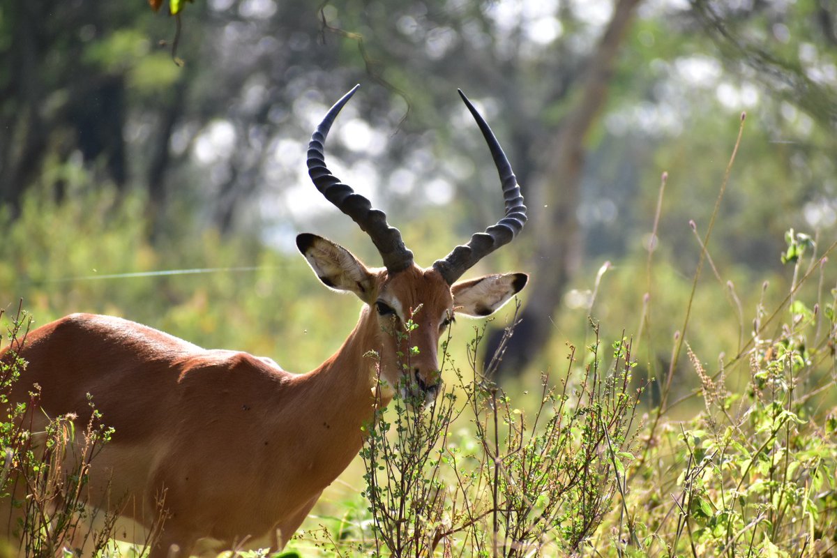 CameraSafarisKE's tweet photo. A male  Impala browsing. Browsing is a type of herbivory in which a herbivore feeds on leaves and soft shoots of shrubs. This is contrasted with grazing, usually associated with animals feeding on grass or other lower vegetations #browsing #herbivores #mammals #eastafrica #safari https://t.co/09UXrXj5gH