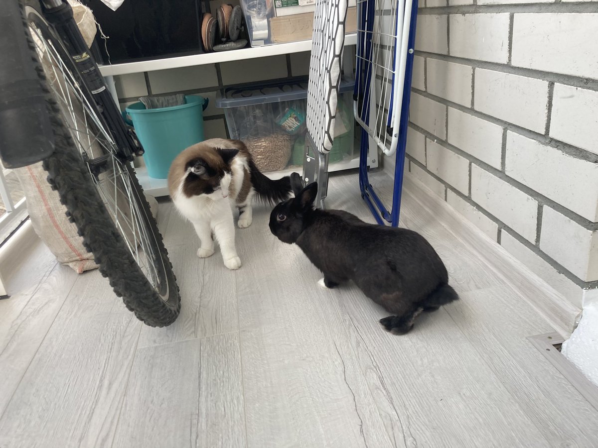 engineerilyxa's tweet photo. такие друзья https://t.co/Lauo1fLfcI