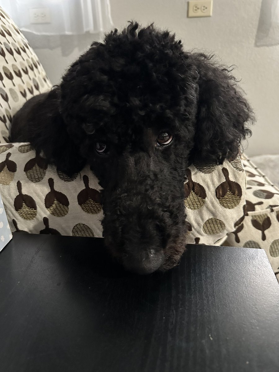 NoirandQuint's tweet photo. My goodness that sammich looks delicious. If you just want to, you could share it with me. No pressure though. Iโll be here, just in case of sharesies. - Quint #twinsiesontwitter #notbegging https://t.co/DfZsTLY0fh
