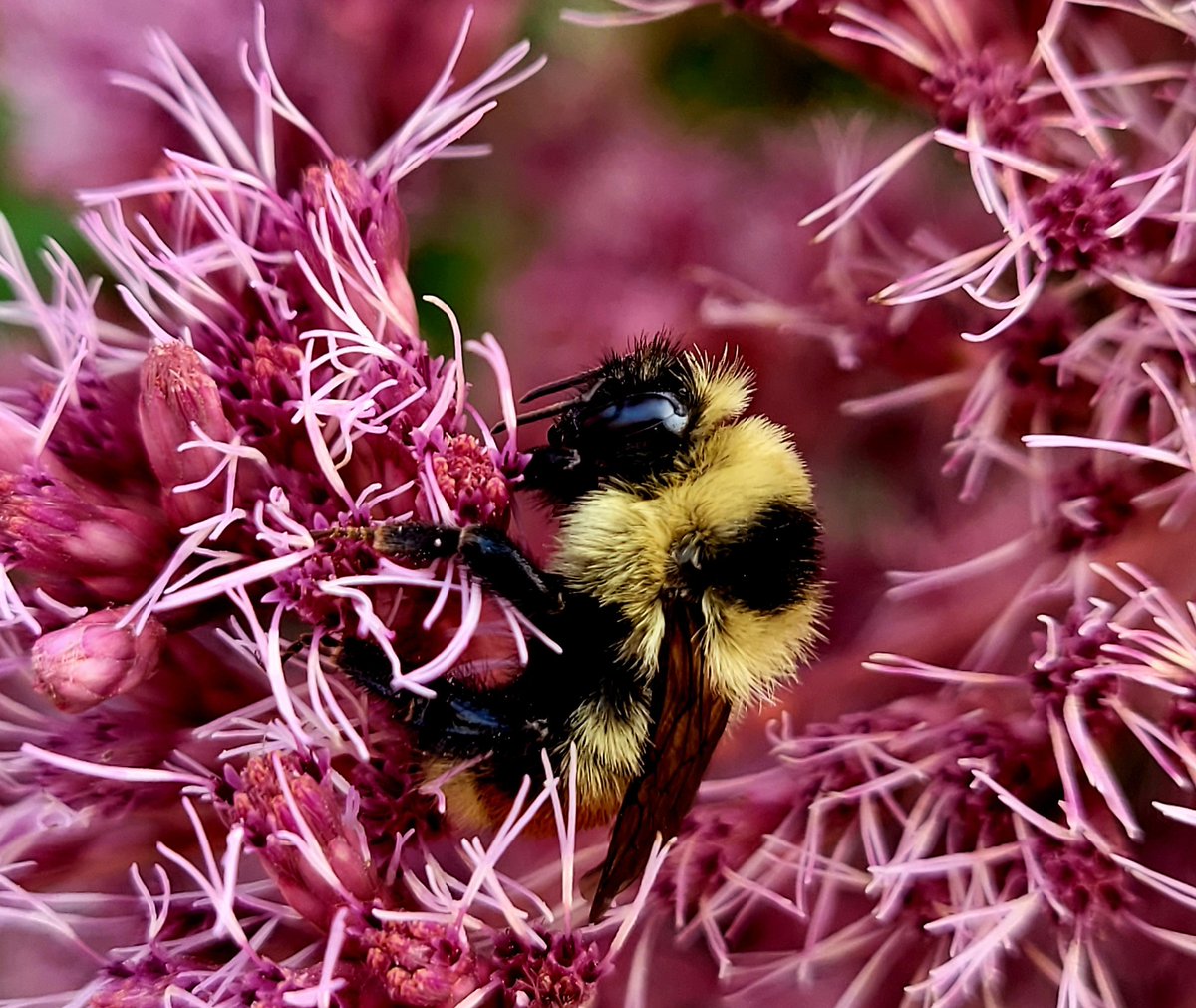 There's a lot of buzz happening in this #vernonbc garden.
<a href="/PQuinlanGlobal/">Peter Quinlan</a> @jwhittalTWN <a href="/CityofVernon/">City of Vernon</a> <a href="/YvonneSchalle/">Yvonne Schalle</a> @WeslaWong