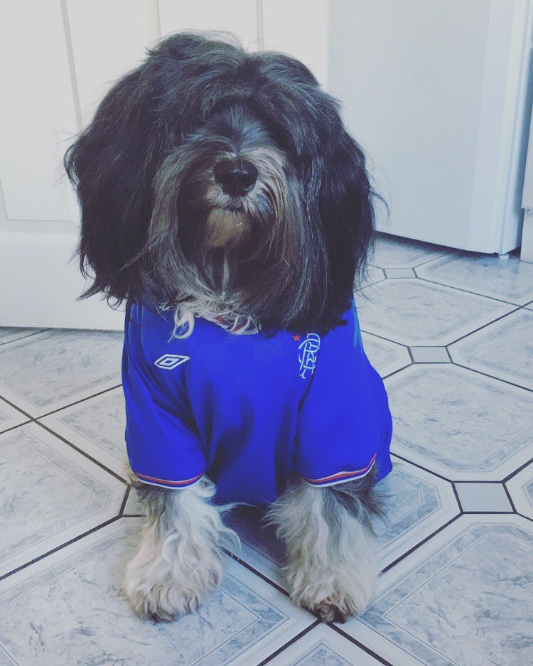 15 years of having, caring and loving you.. I wish we could have 15 more, you will always be our wee mascot Broxi Bear 🌈💙💔