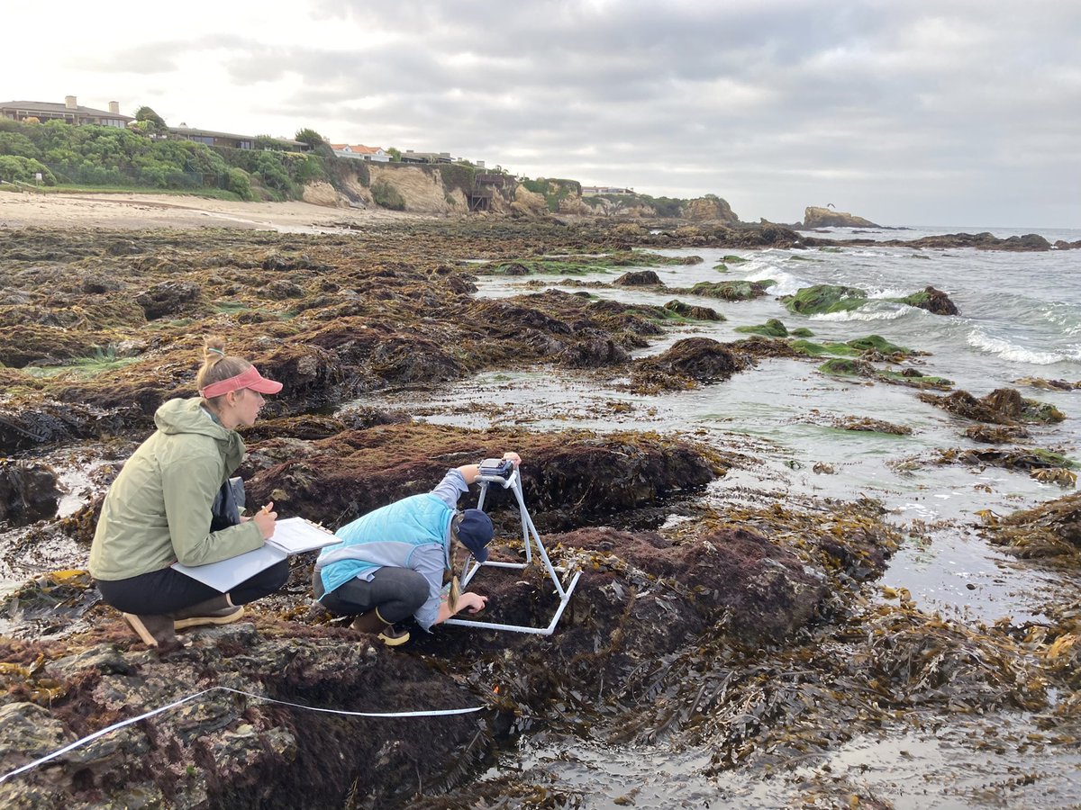 Seaweed surveys! #PhycologyFriday @intertidalecol