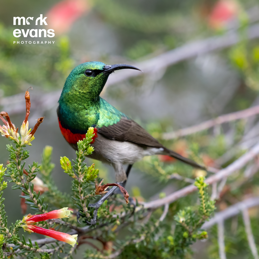 MarkEvansNature's tweet photo. Southern Double-Collared Sunbird. During a brief visit to Kirstenbosch Botanical Gardens, I had hoped to see &amp; photograph Cape Sugarbirds eating nectar from the flowering proteas, which we had briefly seen at Cape Peninsula. This sunbird made a great substitute. #sunbird https://t.co/D8VRhQjMOp