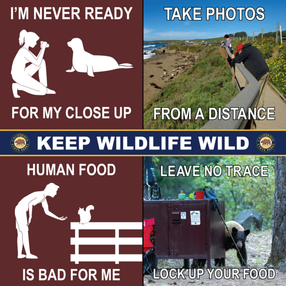 SuttersFortOrg's tweet photo. We know it may be tempting to feed the squirrels, ducks, or turtles when you visit Sutter's Fort, but please don't! Human food is not good for them. Our partners at @CAStateParks have these tips to help keep wildlife wild. https://t.co/VTP9AHlmoE