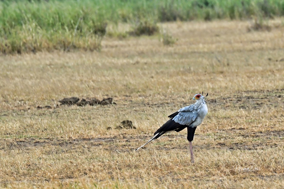 Secretary Bird. #AmboseliNationalPark #elephants #Africanelephants #AfricanWildlife #wildlifephotography #Nikon #NikonZ9 #nikoncreators #nikoncanada