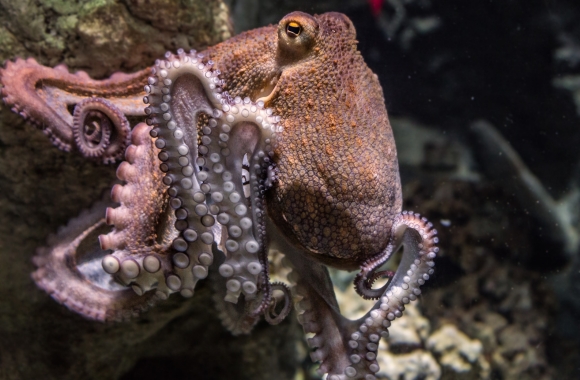 BornFreeUSA's tweet photo. ➡️ NEW BLOG: Octopus Farming: A Bad Idea with Terrible Consequences.

🐙 A company has applied to operate an #octopusfarm that could provide up to 3,000 tons of octopus meat per year, requiring the annual #slaughter of about one million octopuses.

https://t.co/8R3JQTk1EB https://t.co/IRyMwGiKTo