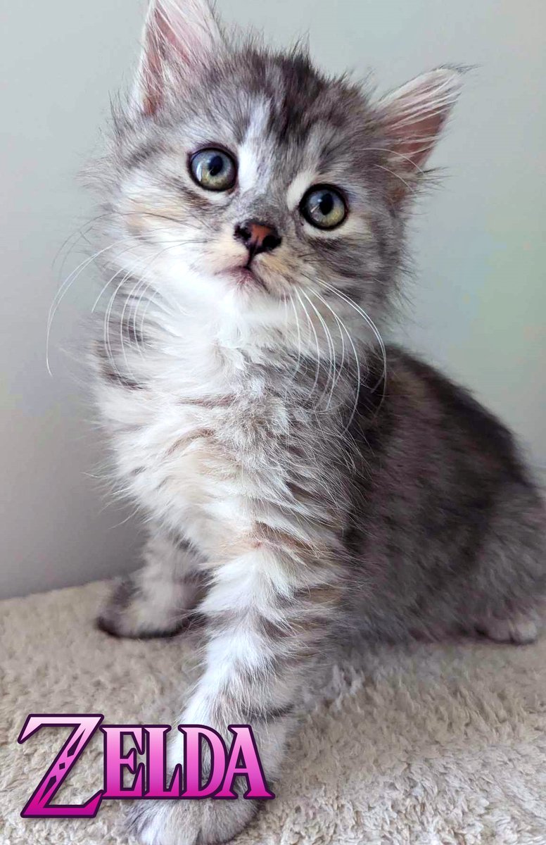 seosaur's tweet photo. 4 new fosters! Say hi to Zelda, Ruto, Medli adn Midna! https://t.co/OYChCIKI4i