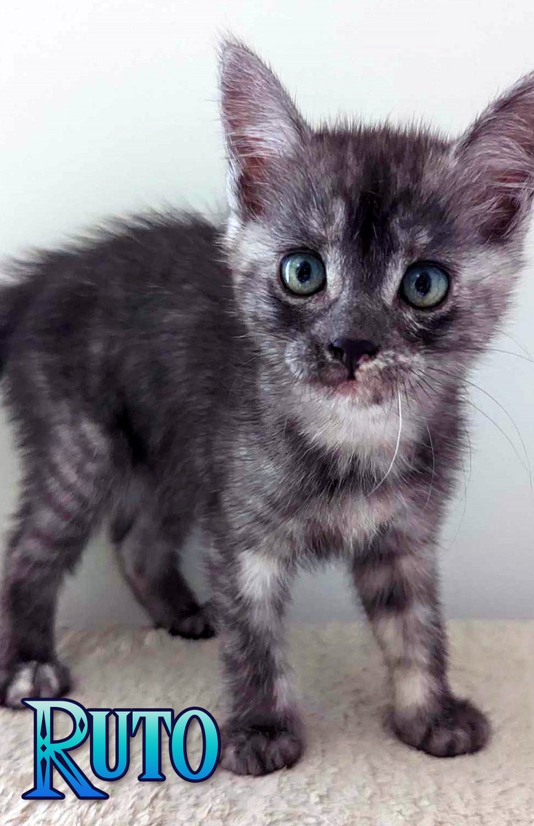 seosaur's tweet photo. 4 new fosters! Say hi to Zelda, Ruto, Medli adn Midna! https://t.co/OYChCIKI4i