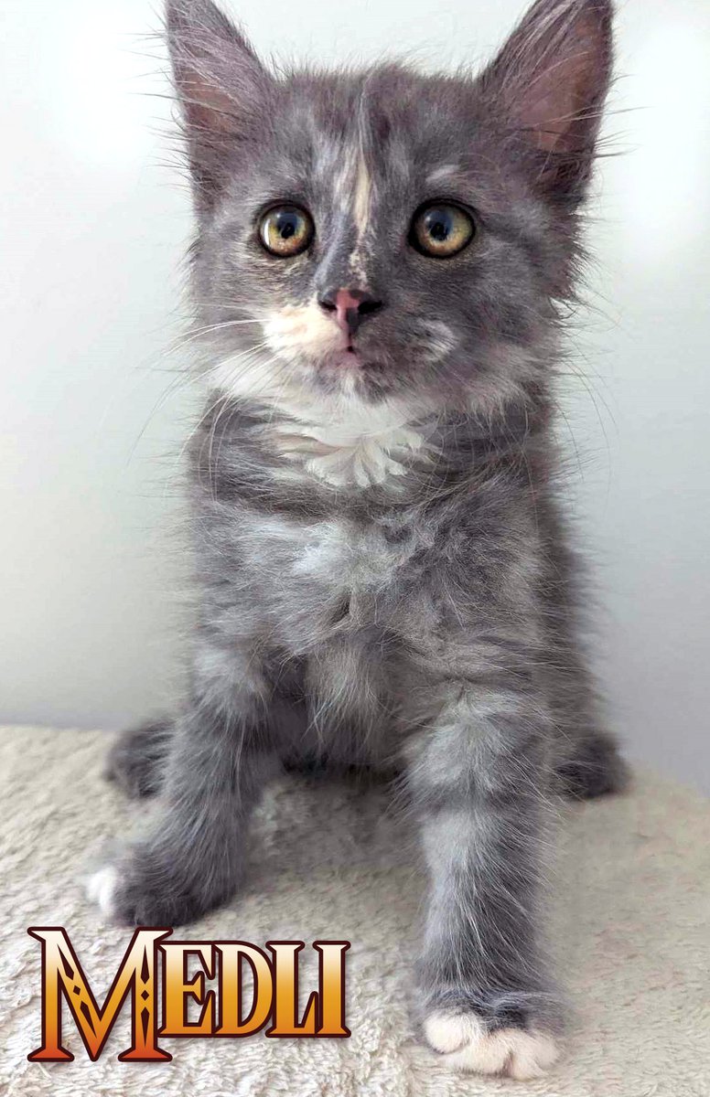 seosaur's tweet photo. 4 new fosters! Say hi to Zelda, Ruto, Medli adn Midna! https://t.co/OYChCIKI4i