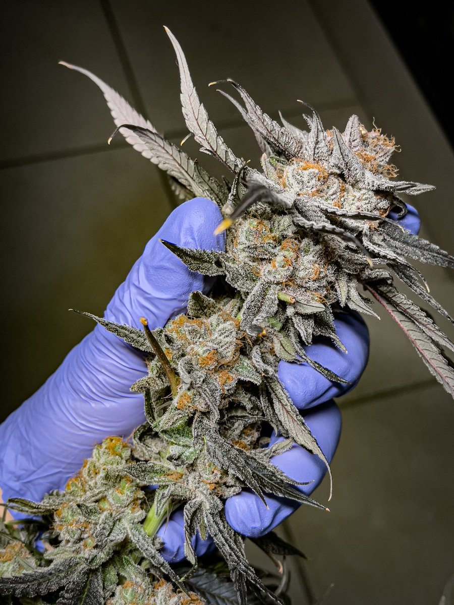 As soon as I hit 3k followers again, I’m giving out a FREE pack of Girl Scout cookies to everyone (North America only) that RETWEETS this! 🎁🌱🎁🌱#CannabisCommunity #cannabisindustry <a href="/irvineseedco/">Irvine Seed Company</a>