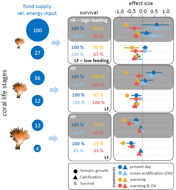 Very happy that our paper on the physiological response of different #coldwatercoral life stages to ocean acidification, warming and reduced food supply is now published @STOTEN_journal sciencedirect.com/science/articl… @AWI_de (1/3)