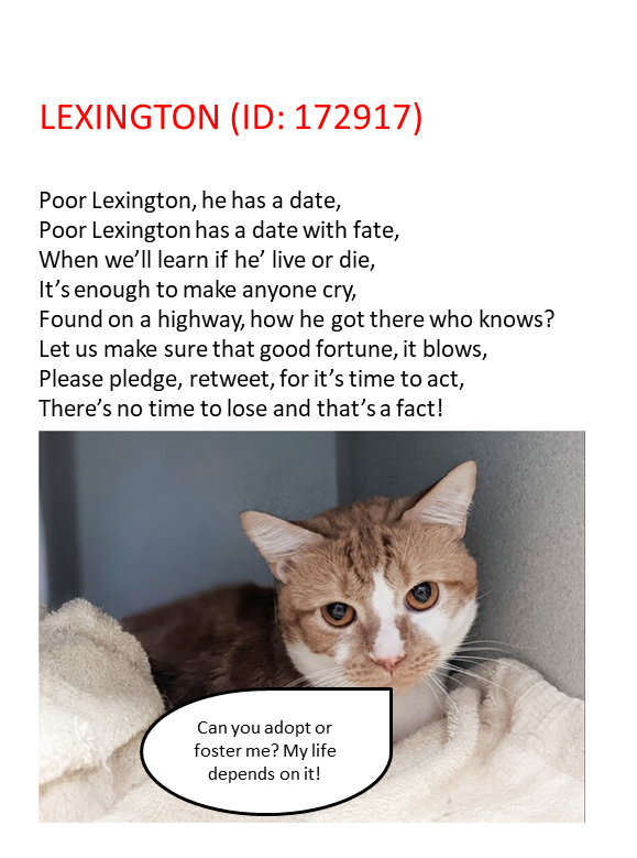 Uniquepoems4u's tweet photo. ๐#URGENT TBD/EUTH SAT 05/AUG/23!๐
#NewYork #NYC #NYCACC #Cats #AdoptDontShop #Rescue #Mathattan #pledge2savealife #CatsOfTwitter #CatsOnTwitter #pledge #Adopt #Foster #Anipals #boroughbred
https://t.co/BXLsUsaqmH https://t.co/y2GcJMyjiL