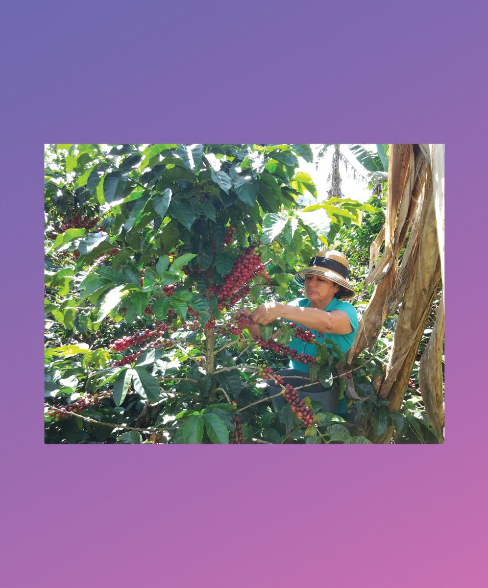 dripp's tweet image. Mujeres Del Cauca, Colombia | This coffee is sourced from a producer association with 274 women.

Notes of Fig, Walnuts, and Dark Chocolate⁠
Available now at DRIPP.COM
.⁠
#Dripp #CoffeeTogether #WomeninCoffee #Coffee