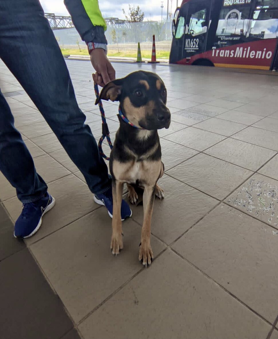TransMilenio's tweet photo. En el Portal de Las Américas, se encuentra está amiga peludita en busca de su familia🐶🥺 ayúdanos a difundir para que regrese a su hogar lo antes posible 🙏🏼 https://t.co/yPl4RatndZ